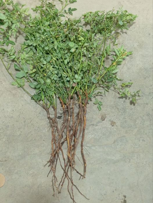 Наматак кучати1 йиллик