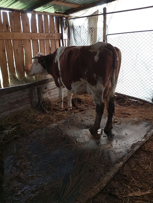 De vânzare trei vacii gestante