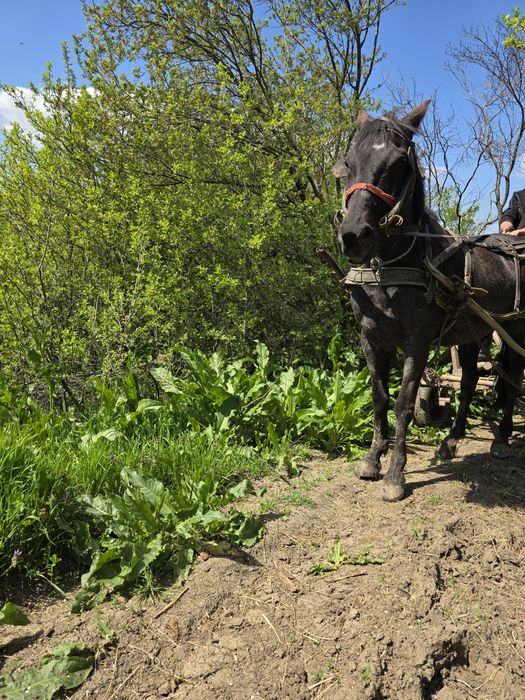 Cal de vanzare     .