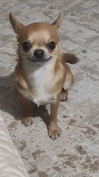 Чихуахуа. Кобель для вязки.