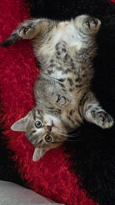Отдам котёнка в хорошие руки
