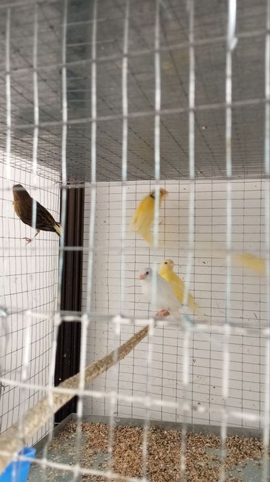 Канарейка ёшлари маладой