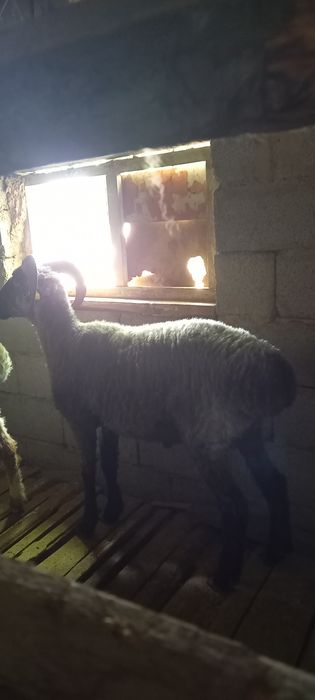 Семіз қошқарларбар