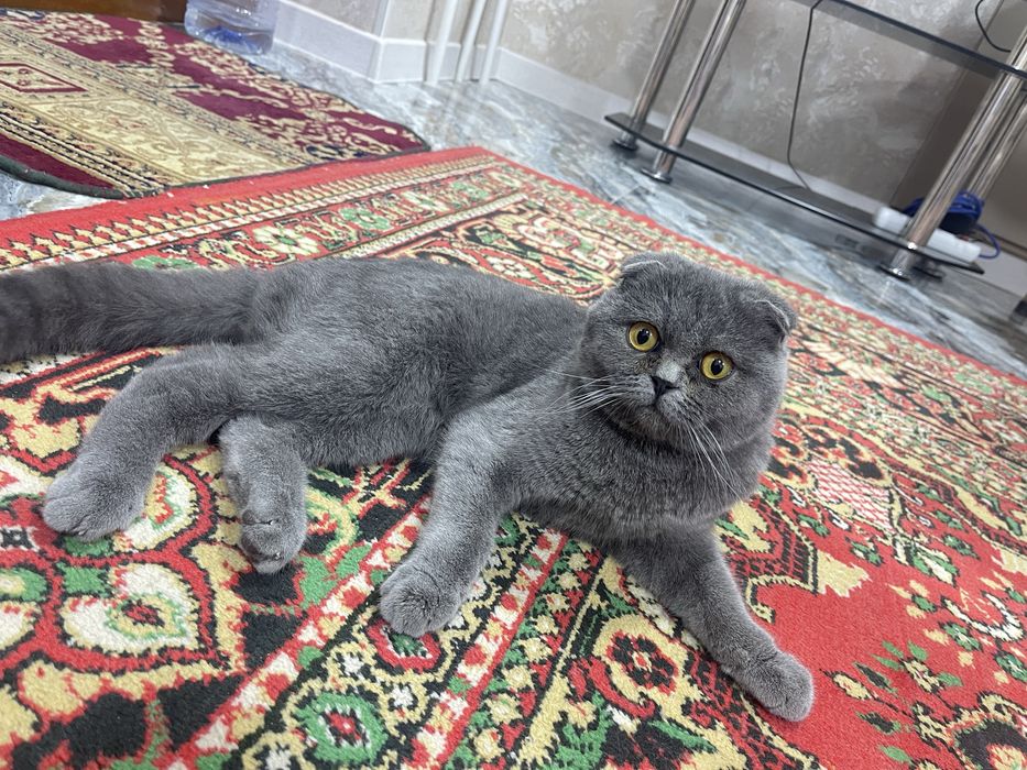 Вязка. Шотландский кот ( не продается )