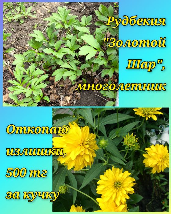 Цветочки и саженцы