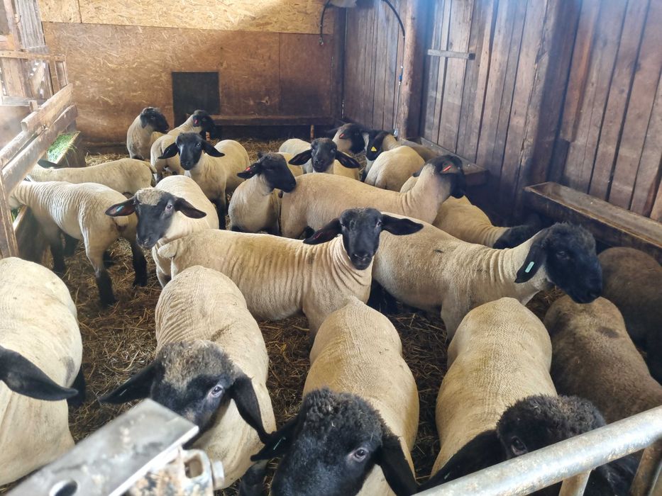 Berbecuți și mieluțe Suffolk