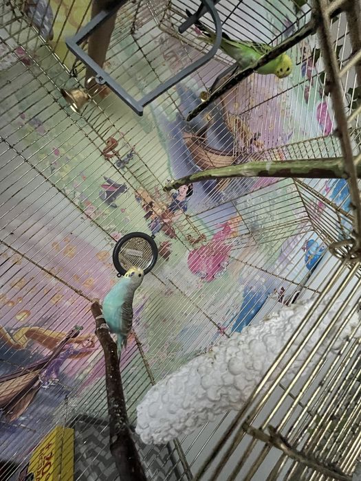 Продам двух попугаев и клетку