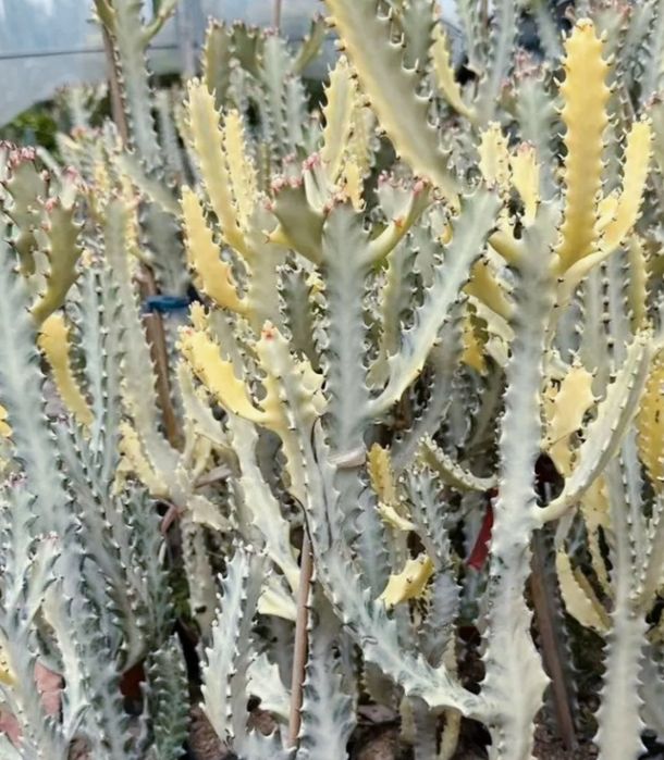 Euphorbia lactea White Ghost
