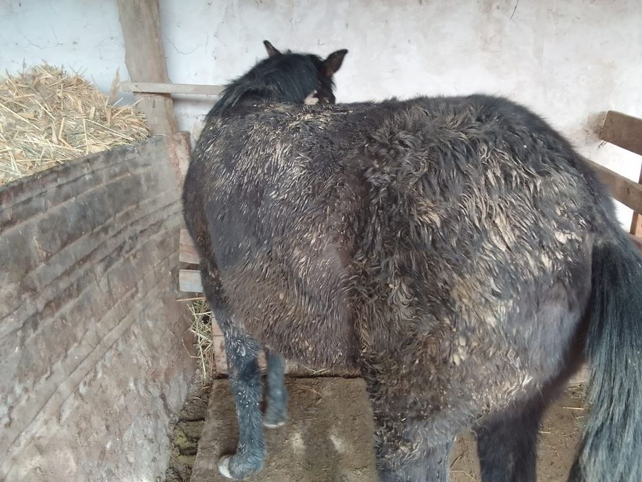 Сезмиз тайлар сатылады