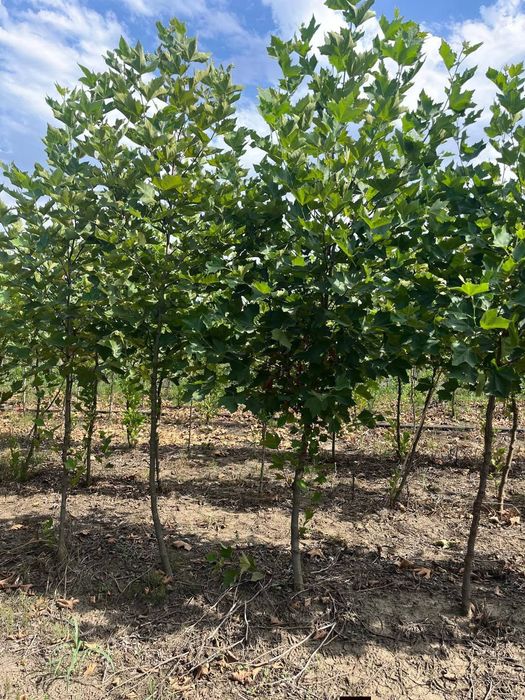 Mesteacăn alb stejar carpen Tuia