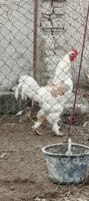 Zotli xoʻroz sotiladi 400 ming