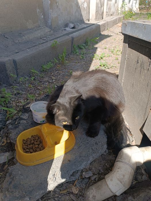 Отдам кошку девочка
