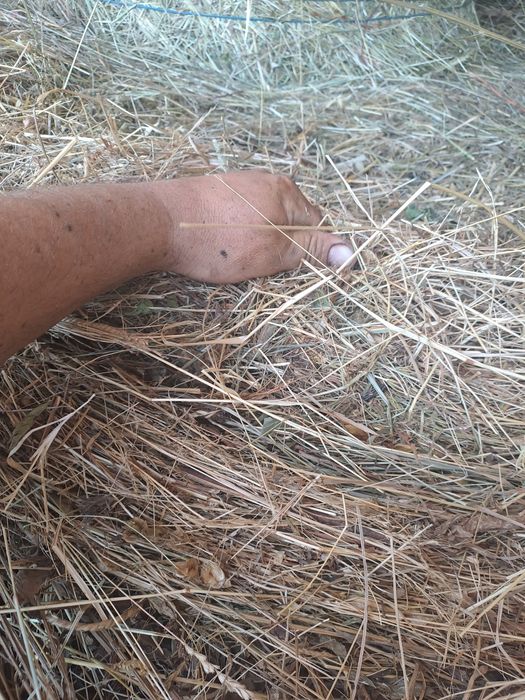 Baloti de fan ,coceni si paie