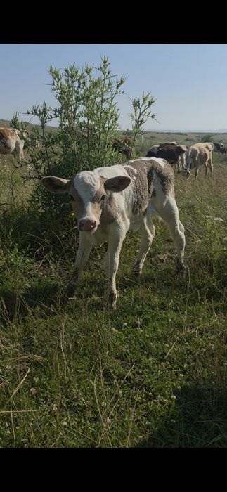 Juninca fatata de o saptamana