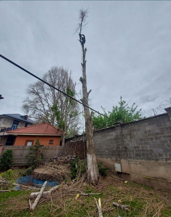 Спил деревьев обрезка плодовых деревьев