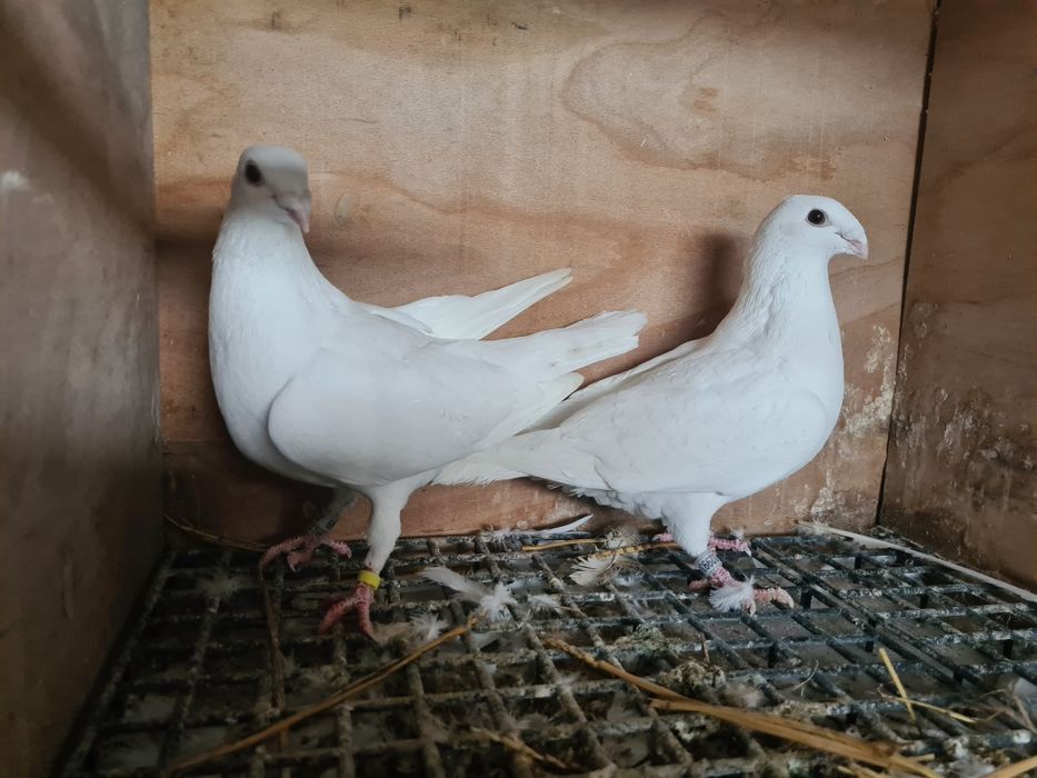 Pereche porumbei voiajori Albi 2025