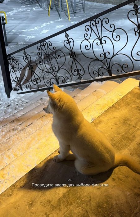 Сибирский хаский