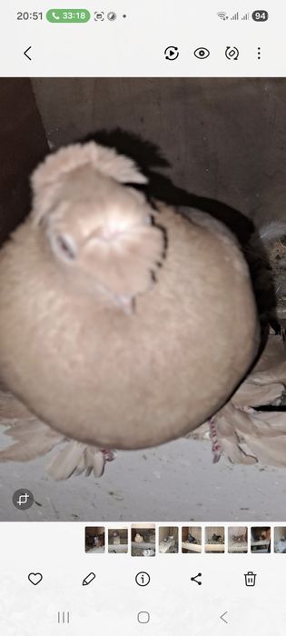 Голуби домашние узбекские