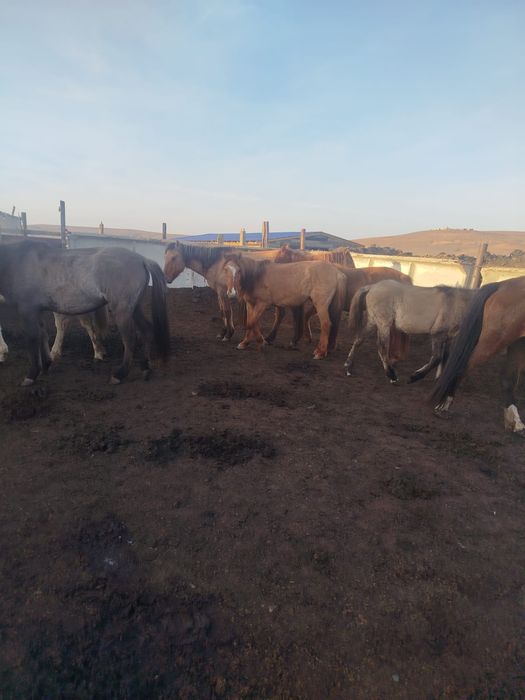 Продам байтал кунажын