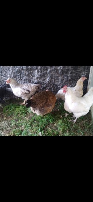Продам домашних курей брама и.тд
