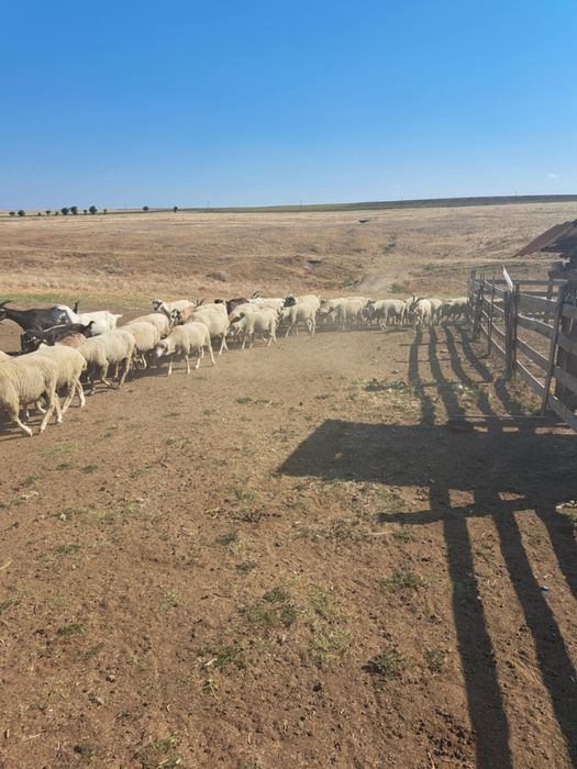 Am 90 de oi  gestante de vânzare din care 4 berbeci.