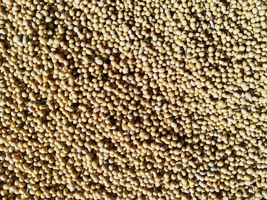 Соя тұқымы сатылады.