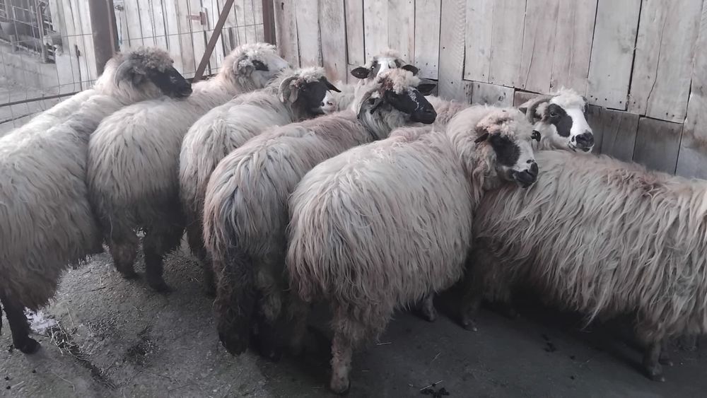 Vand 8 oi cu miel in burta