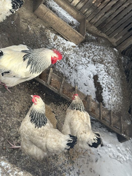 Vand oua de incubat Wiandotte si Sussex