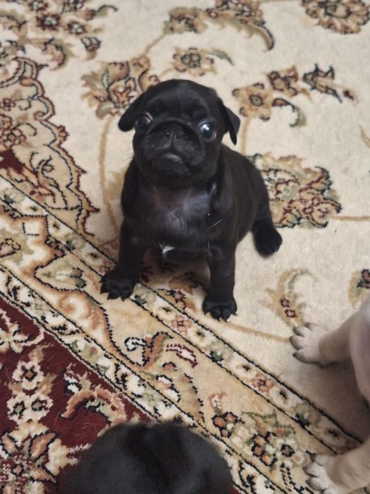 Щенки мопса ,мопсодетки