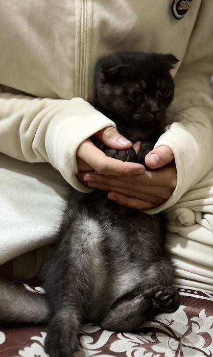 Mushukcha scottish fold