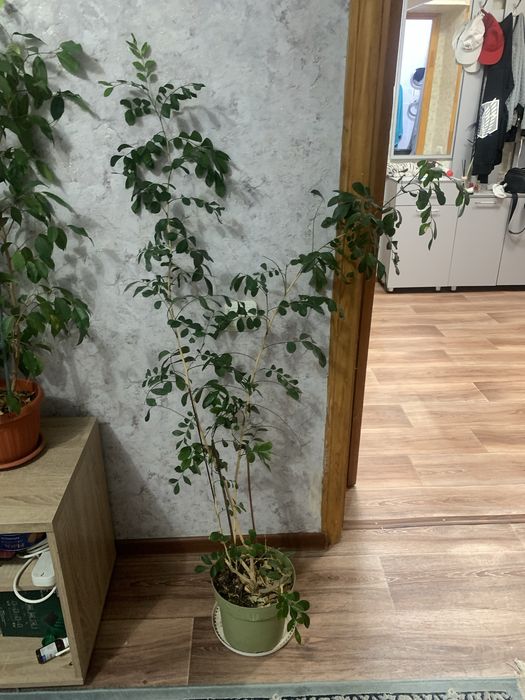 Продам комнатное растение