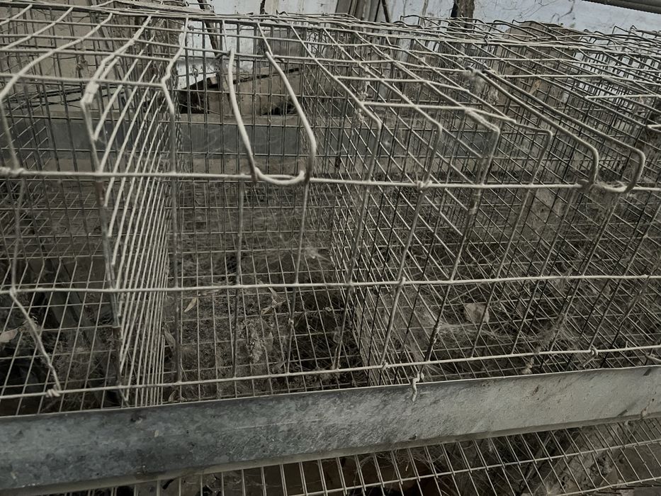 Katta tovuq boqish uchun setka 48tovuq uchun