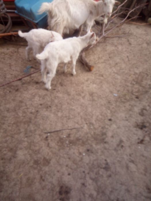 Vand/schimb tap 1 luna