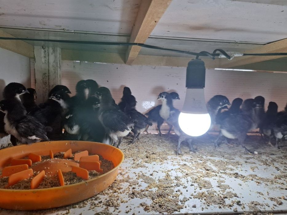 TOZA ZOTLI jojalar va tuxumlar sotiladi
