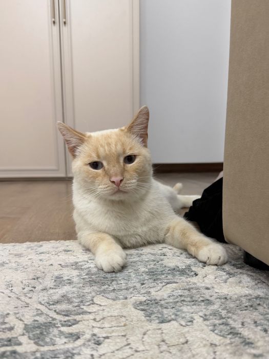 Отдам кота в добрые руки