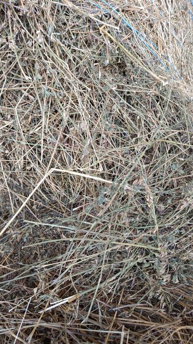 Vând baloți mari de fân și lucerna