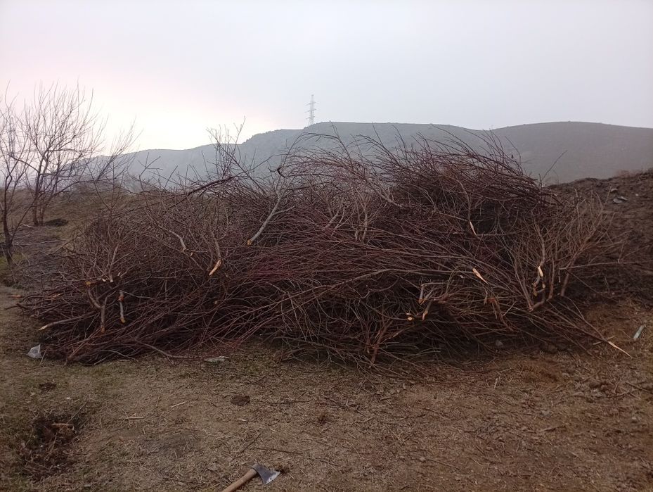 Shaftoli va olma oʻtinlari sotiladi