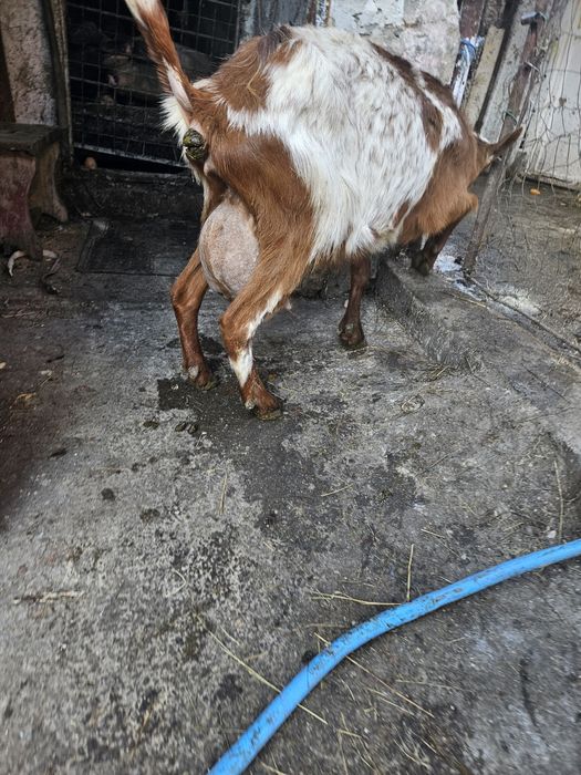 Capre de lapte metis alpina franceza cu saanen