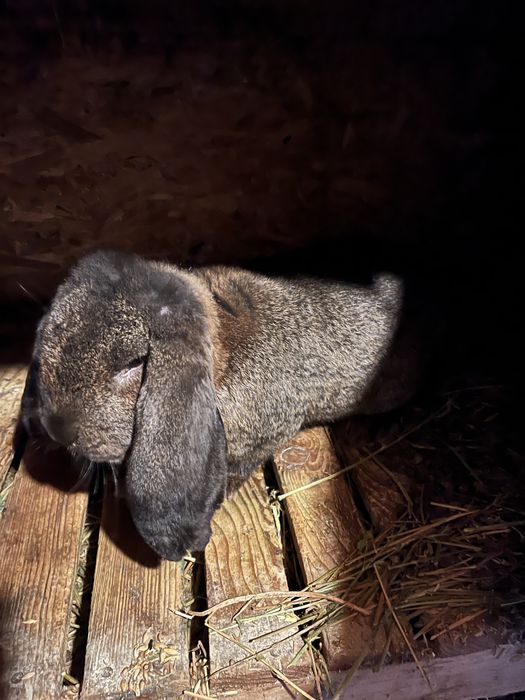 Schimb mascul Berbec German