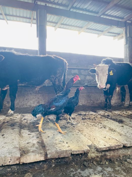 Шөже майский дәкән