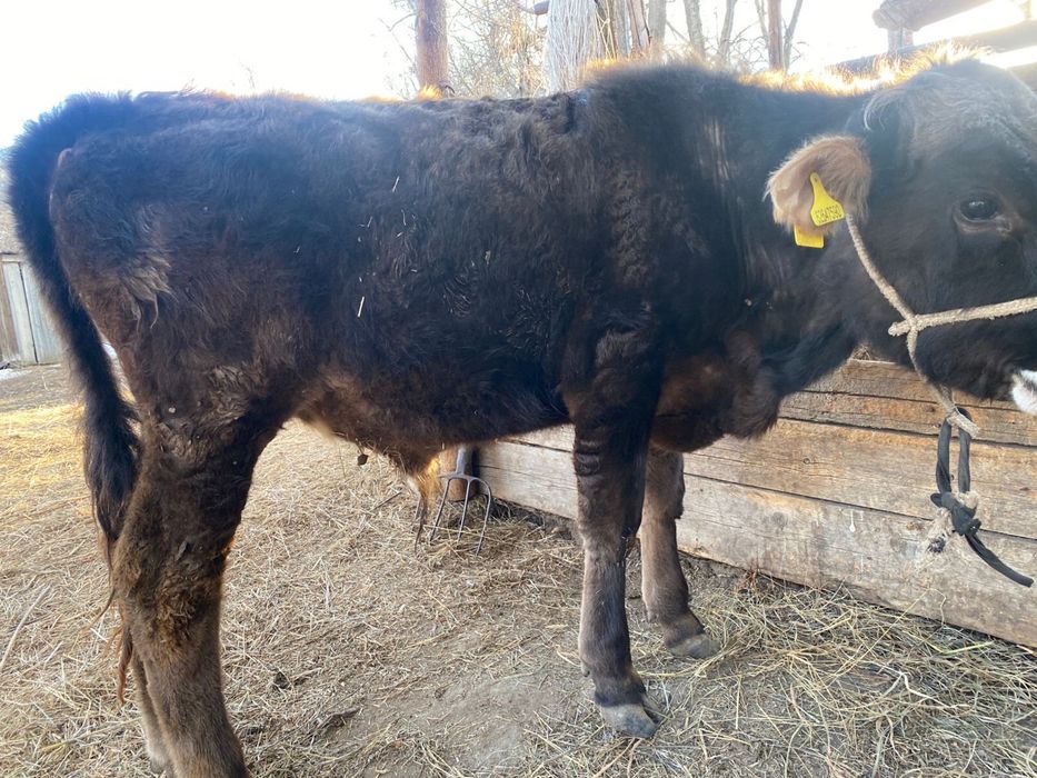 Продам быков 1 год