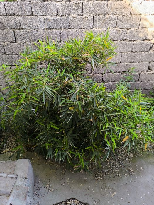 Срочно продам серебристый бамбук