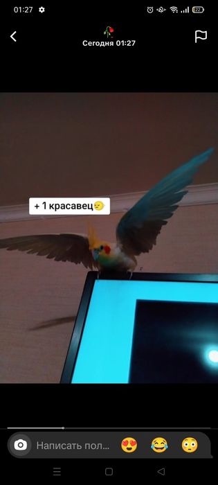 Корелла попугай,