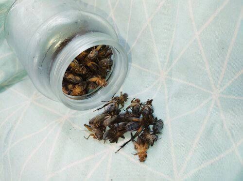 Морженые сверчки подробнее по телефону или телеграмм