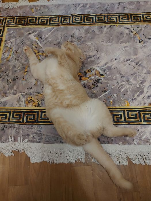 Отдам кота в добрые руки