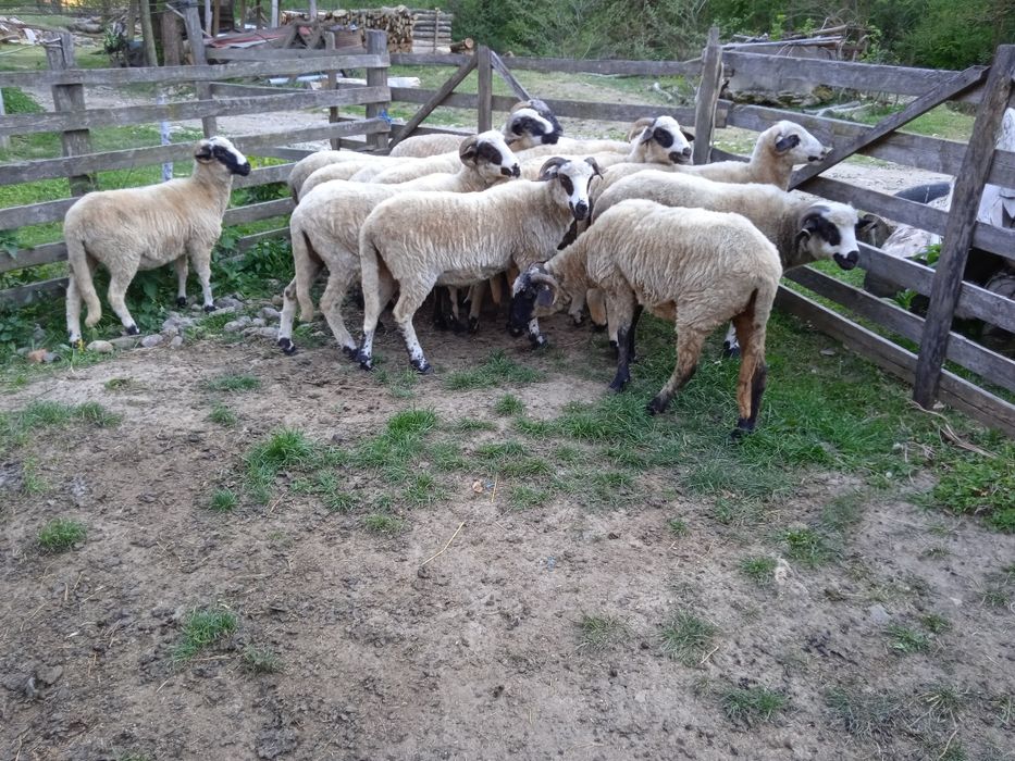 Vând 15 oi mioare