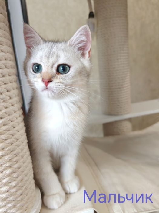 Британские котята