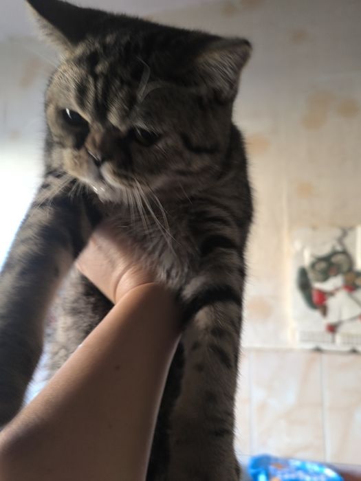 Отдам даром котенка породы Экзод