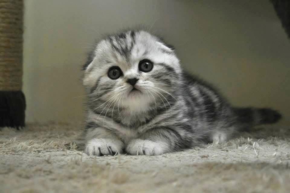 Scottish fold chinchilla
