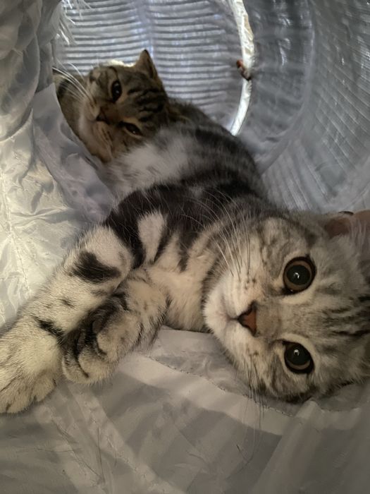 Лежанка-туннель для кошек